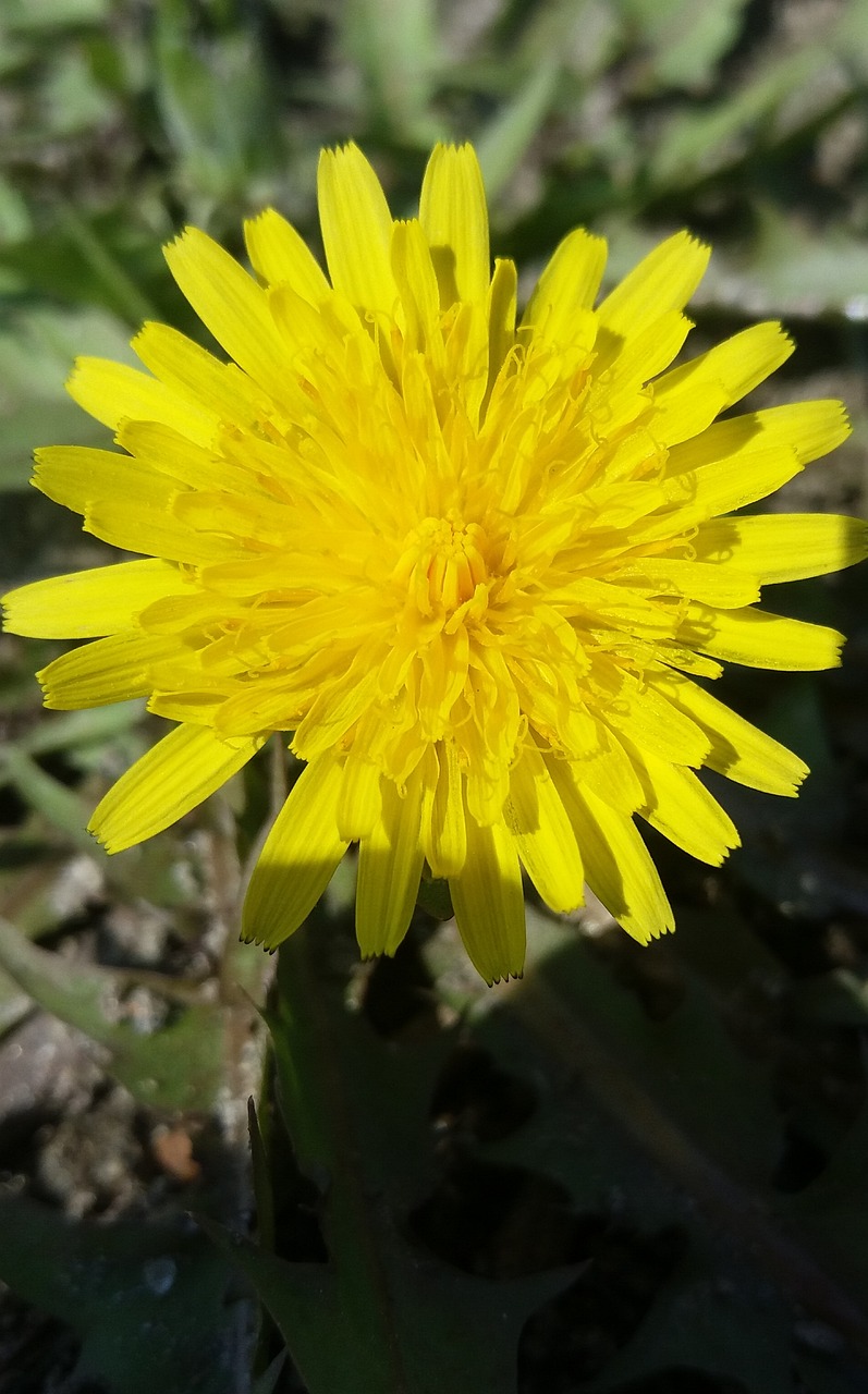 黔西花開(kāi)城最新動(dòng)態(tài)，新篇章綻放之花