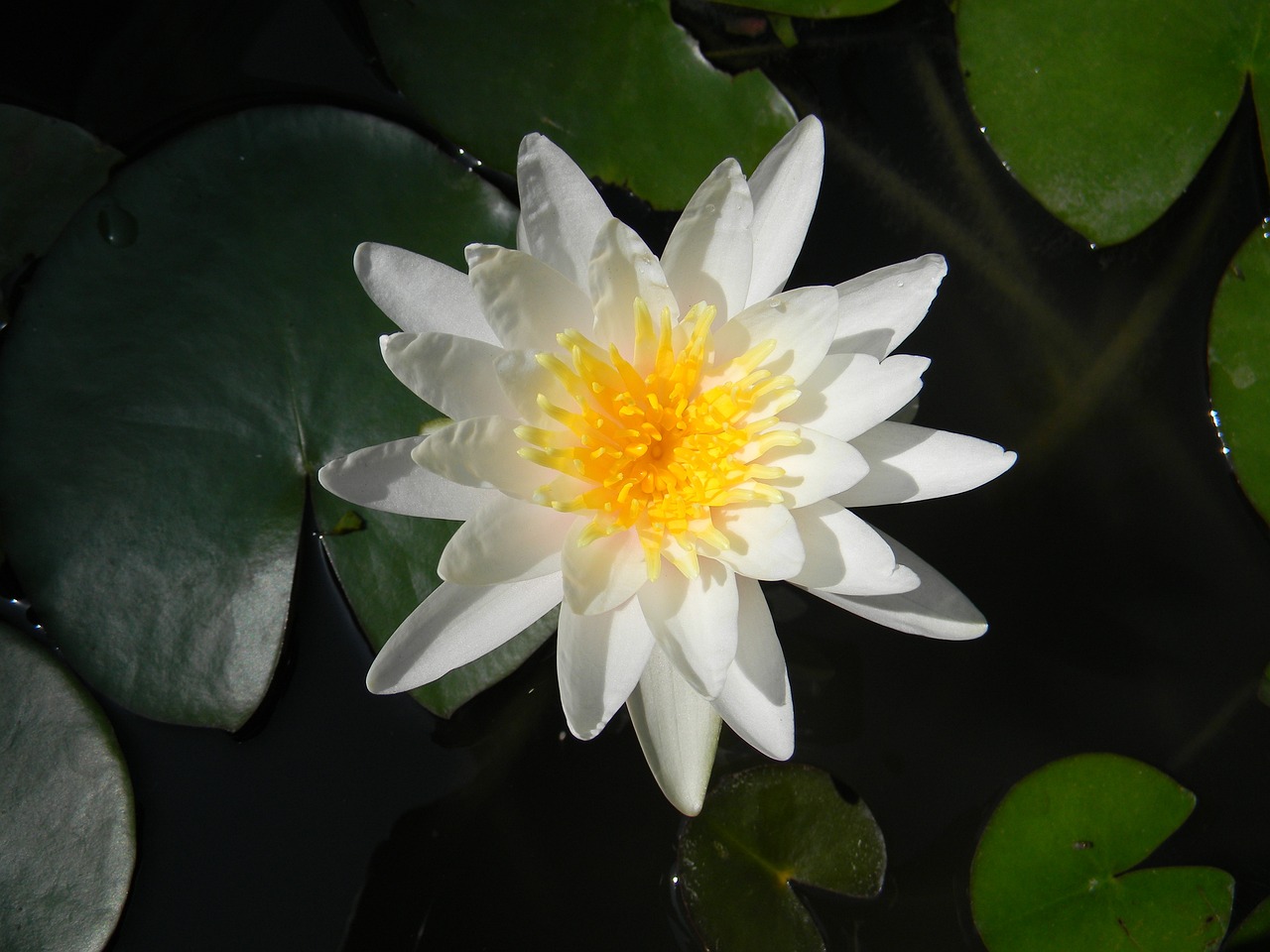 新希望最新動(dòng)態(tài)，展望未來(lái)繁榮與機遇