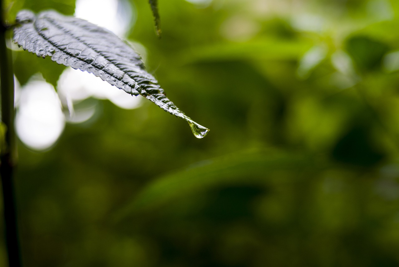 依生生物最新股票動(dòng)態(tài)全面解析，最新消息與全面解讀