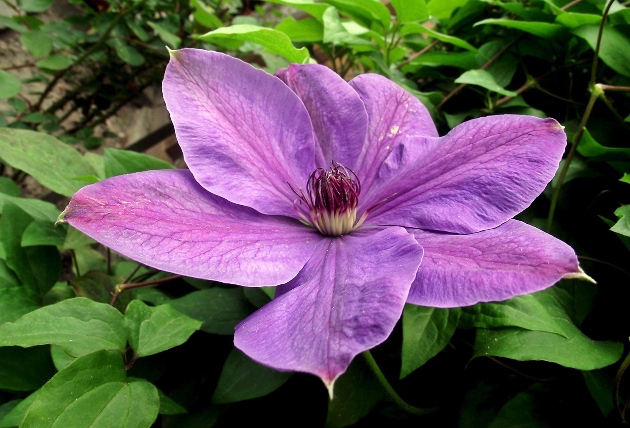 保定朝陽(yáng)花園最新動(dòng)態(tài)揭秘，未來(lái)美好藍圖展望