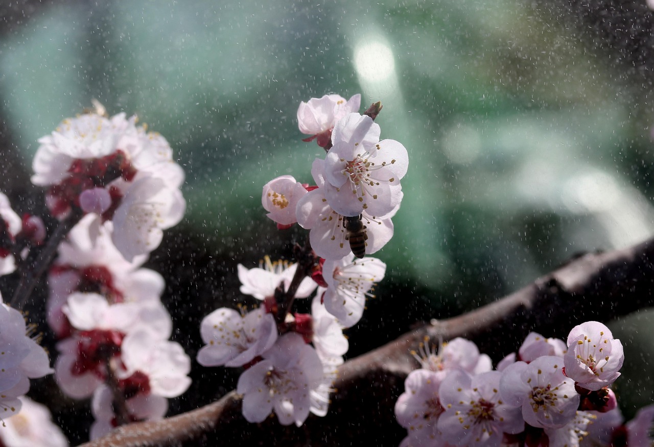 花雨春錄最新章節，綻放與期待