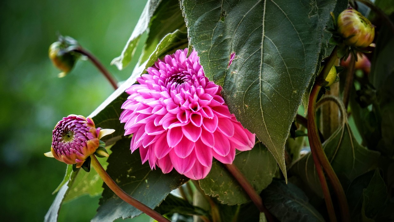 寧鄉黎愛(ài)蓮的最新動(dòng)態(tài)，蓮花依舊引領(lǐng)人心