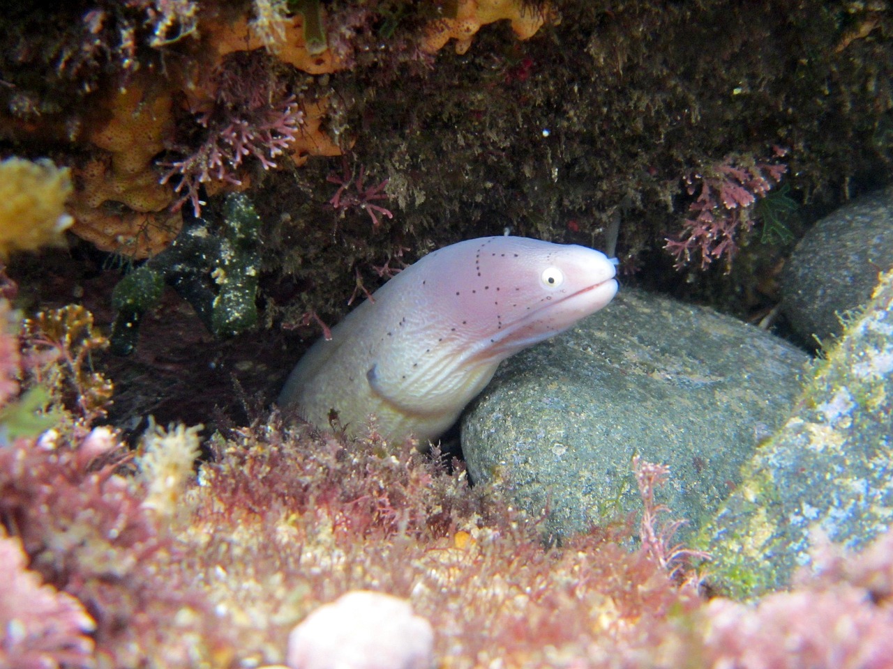 探索海洋霸權，最新360海島奇兵下載指南