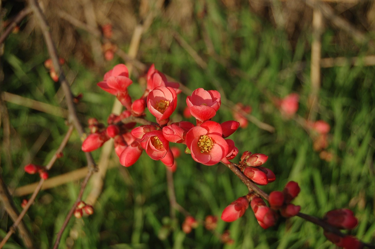 花開(kāi)無(wú)言