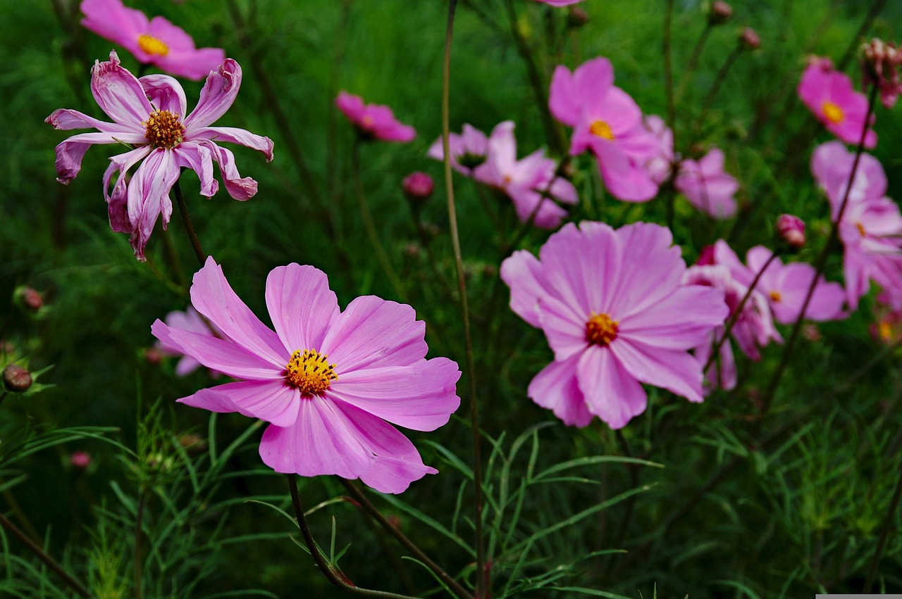 三峽花苑，時(shí)代風(fēng)采與花朵的綻放同步前行