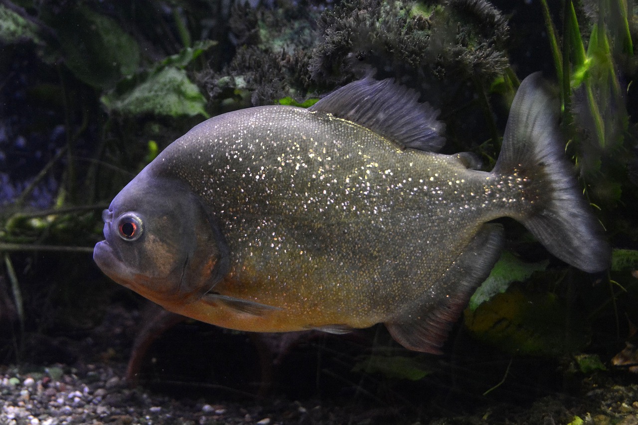 魚(yú)魚(yú)農牧場(chǎng)助手最新版，智能化農業(yè)管理的得力助手揭秘