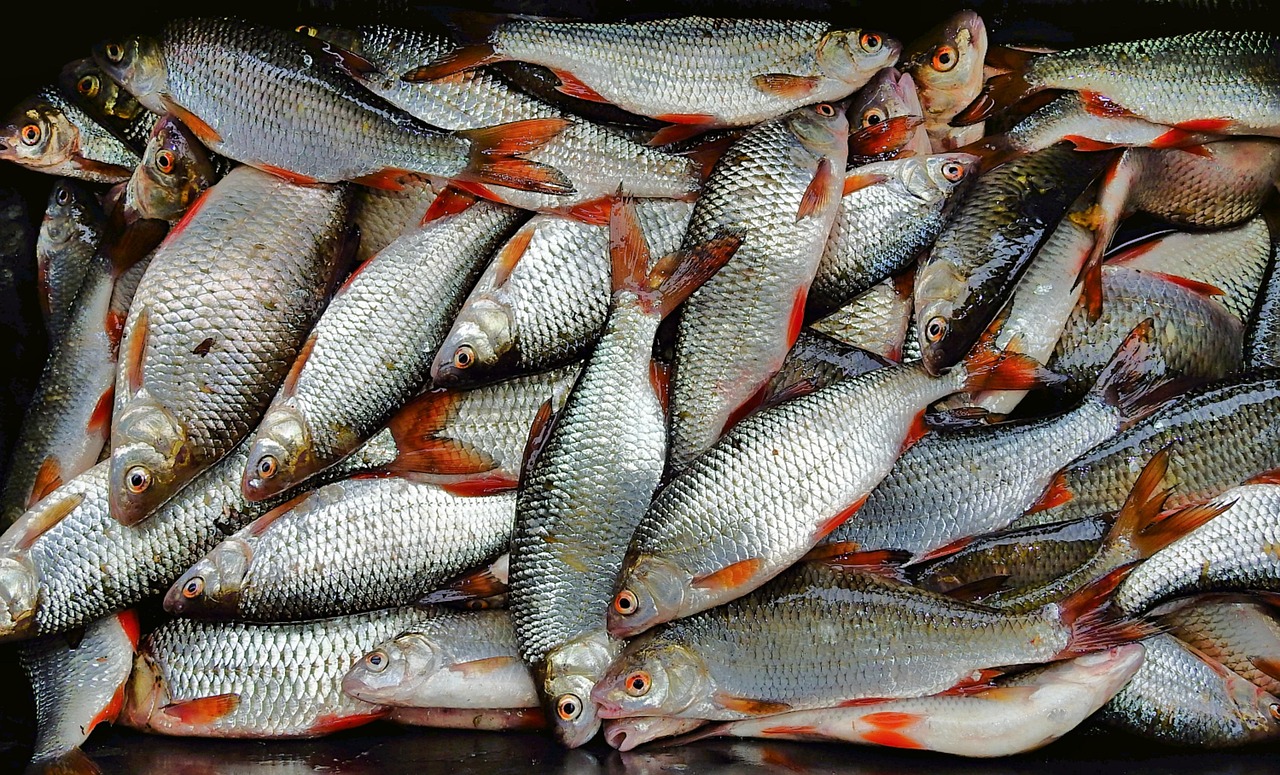 浦魚(yú)達人最新版本下載，全新功能與特色體驗