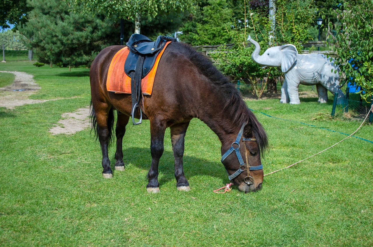 深圳野生動(dòng)物園游玩攻略，最新整理指南